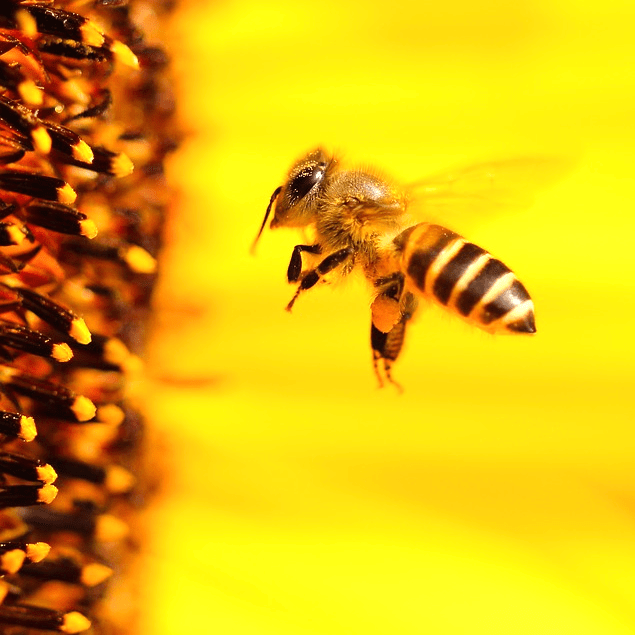 Пчелы научились строить гнезда из&nbsp;мусора