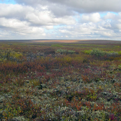 В сибирской тундре возможен массовый приток&nbsp;населения