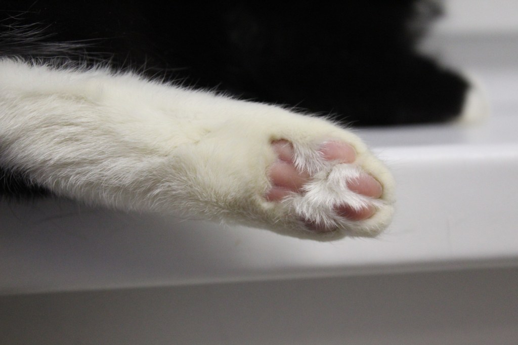 Место, где любой котик будет любим: история приюта Linksma&nbsp;uodegélé